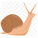 Snail Conch Shellfish Icon