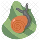 Snail  Icon