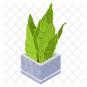 Snake Plant  Icon
