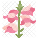 Snap Dragon Flower Icon