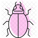 Snout Insect Curculionidae Icon