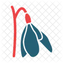Snowdrop Nature Flower Icon