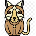 Snowshoe Cat White Paws Blue Eyes Icon