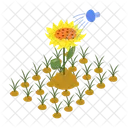 Sonnenblume  Symbol