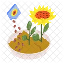 Sonnenblume  Symbol