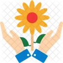 Sonnenblume  Icon