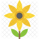 Helianthus Sonnenblume Nutzpflanzen Symbol