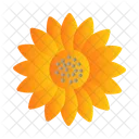 Sonnenblume Landwirtschaft Ol Symbol