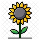 Sonnenblume Helianthus Blume Symbol