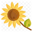 Sonnenblume Blume Natur Symbol