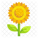 Sonnenblume Blume Blute Symbol