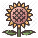 Sonnenblume Blume Natur Icon