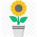 Sonnenblume Symbol