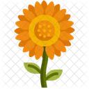 Sonnenblume  Symbol