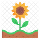 Sonnenblume  Symbol