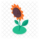 Sonnenblume Blume Wachst Icon