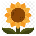 Sonnenblume  Symbol