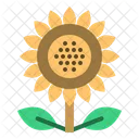 Sonnenblume  Symbol