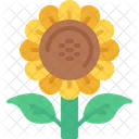 Sonnenblume  Symbol