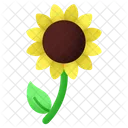 Sonnenblume Blume Blute Symbol