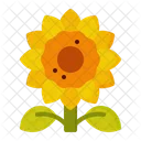 Sonnenblume  Symbol