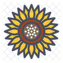 Sonnenblume Blume Chrysantheme Symbol