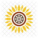 Sonnenblume Blume Chrysantheme Symbol