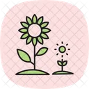 Sonnenblumenfeld Sonnenblume Feld Symbol
