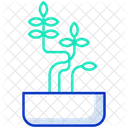 Sophora Little Baby Plant  Icon