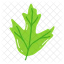 Leaf Ash Leaf Beech Leaf Icon