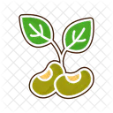 Soybean Legume Seed Icon