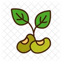 Soybean Legume Seed Icon