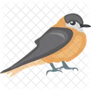 Bird Feather Creature House Sparrow Icon