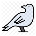 Sparrow Dove Bird Icon