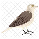 Passeridae Sparrow Avian Icon