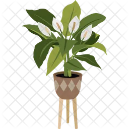 Spathiphyllum  Icono