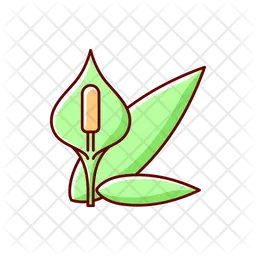 Spathiphyllum  Icon