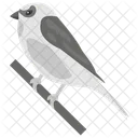 Spatz Vogel Haustier Symbol