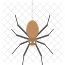 Spider Hanging Web Icon