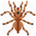 Spider  Icône
