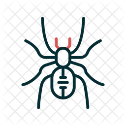 Spider  Icon