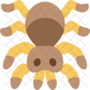 Spider Tarantula Arachnid Icon