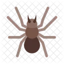 Spider Halloween Insect Icon