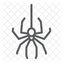 Spider Insect Arachnid Icon