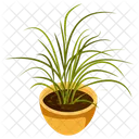 Spider Plant  Icon