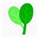 Spinach Food Vegetable Icon