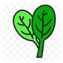 Spinach Food Vegetable Icon