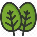 Spinach Vegetable Plant Icon
