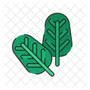 Spinach Fresh Vegetables Icon
