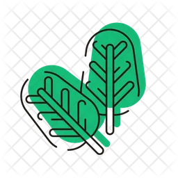 Spinach  Icon